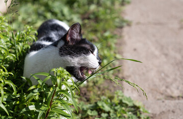 Cat eating green grass outdoors at the summer day