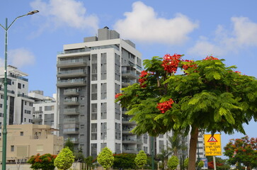 Residential area, flowering trees, beautiful street. Modern houses in Israel. Buying real estate,...