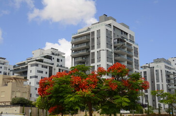 Residential area, flowering trees, beautiful street. Modern houses in Israel. Buying real estate, renting housing.