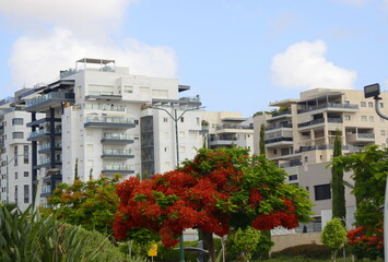 Residential area, flowering trees, beautiful street. Modern houses in Israel. Buying real estate,...