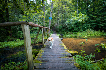 Cute, little dog passing a wooden footbridge over small, calm, clean river. Green forest in the background. Summertime at Roztocze, Poland. - obrazy, fototapety, plakaty
