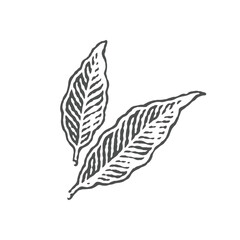 Spice leaf. Bay leaf. Hand drawn engraving style illustrations.