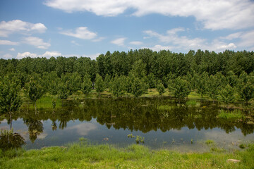 Fototapeta na wymiar Lake in the forest in Galati, Romania