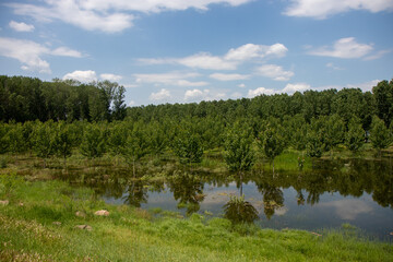 Fototapeta na wymiar Lake in the forest in Galati, Romania