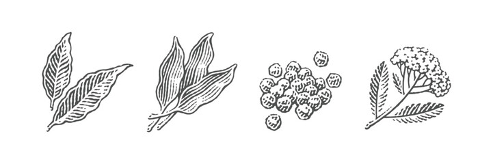 Spice set. Bay leaf, ramson, pile of peppercorns, blooming yarrow.  Hand drawn engraving style illustrations.