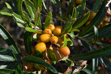 Hippophae rhamnoides, sea-buckthorn berries