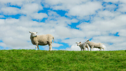 Fototapeta premium Lambs and Sheep on the Dutch dike by the lake IJsselmeer, Spring views, Netherlands Sheeps in a meadow on green grass. Netherlands Noordoospolder