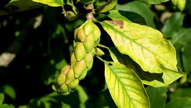 Seeds of Magnolia x soulangeana (Saucer Magnolia) . Magnolia sp., the fruit, unripe seed pod.
