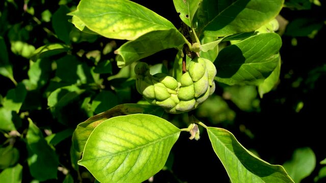 Seeds of Magnolia x soulangeana (Saucer Magnolia) . Magnolia sp., the fruit, unripe seed pod.