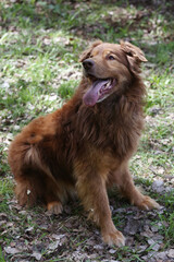 brown fluffy fat dog close up portrait on green grass background