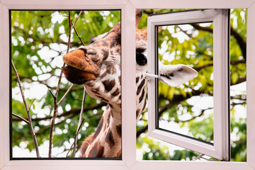 the head of a curious giraffe peeks through an open window in summer
