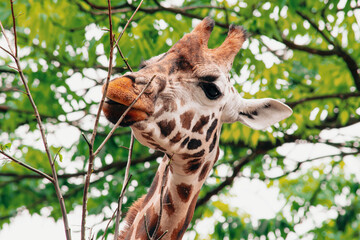 the head of a cute giraffe eats leaves on a branch in nature in summer