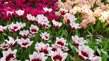 Tulips at a flower shop in Amsterdam Netherlands, view from above at colorful flowers in Amsterdam.