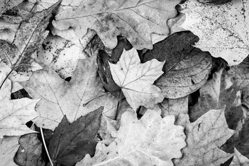 Fall leaves background