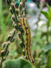caterpillar on a branch