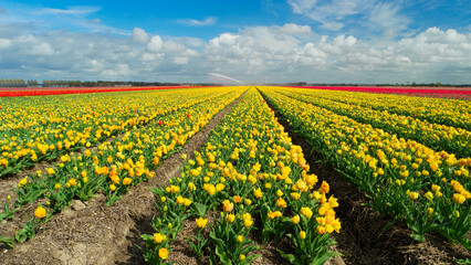 Fototapeta na wymiar Tulip fields in The Netherlands, colorful tulip fields in Flevoland Noordoostpolder Holland, Dutch Spring views in the Netherlands, colorful tulip flowers in Spring