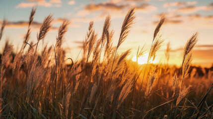tall grass blowing in wind 