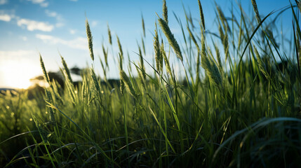 tall grass blowing in wind 