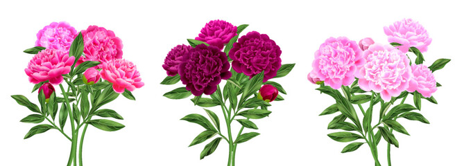 Realistic Peony Compositions