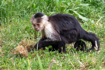 White-shouldered Capuchin in the grass
