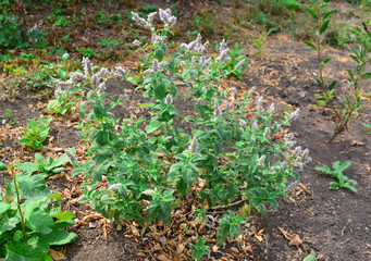 mint plant in bloom on the ground isolated close up