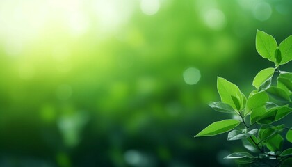 Green leaf blur background, Nature background