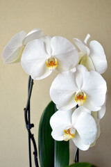 white blooming phalaenopsis orchid in the pot