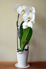 white blooming phalaenopsis orchid in the pot