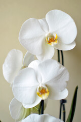 white blooming phalaenopsis orchid in the pot