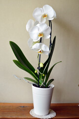 Fototapeta na wymiar white blooming phalaenopsis orchid in the pot