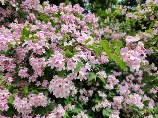 Obraz premium blooming beauty bush, kolkwitzia amabilis