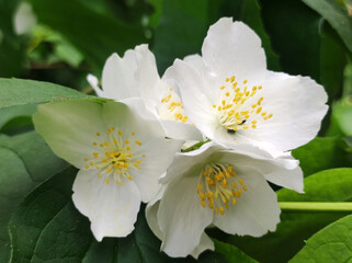 blooming jasmine grandiflorum close up