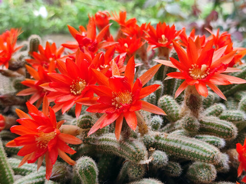 Peanut Cactus" Images  Browse 176 Stock Photos, Vectors, and Video | Adobe  Stock