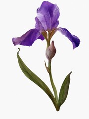 iris isolated on white background