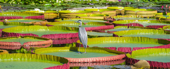black-headed heron stands in a pond on a water lily Victoria Amazonian