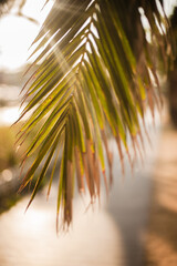 Palm branch in the sunset