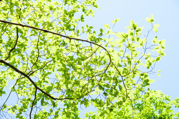 青空に青葉