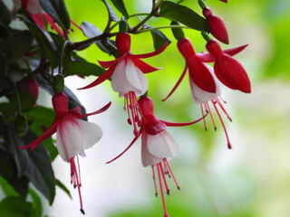  blooming fuchsia skyrocket plant close up