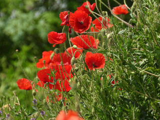 wild red blooming poppies close up