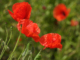 Obraz premium wild red blooming poppies close up