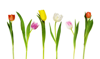 Set of colorful tulip flowers isolated on white or transparent background