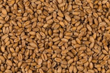 whole background of wheat grain