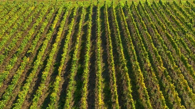 Aerial view of a vineyard in Europe by drone