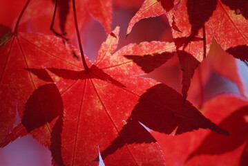 Close up of bright red maple leaves on a tree with sunlight shinning through. Backlit red leaves during autumn time.