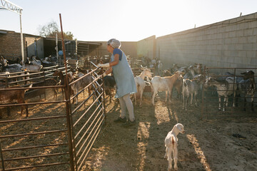 Woman feeding sheep in farm yard of village