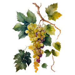 Watercolor Wine Clipart - Digital PNG Wine Grapes, Red and White Wine Celebration Transparent PNG