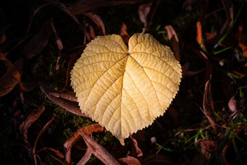 Linden leaf (Tilia) with heart shape illuminated by low sun in autumn season. Macro close up of...