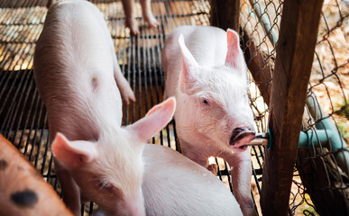 A little pig drinking water on the farm so happily, Ecological pigs and piglets