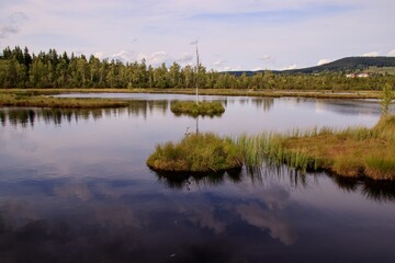 A famous birch tree in the little lake at Chalupska slat, Czech republic