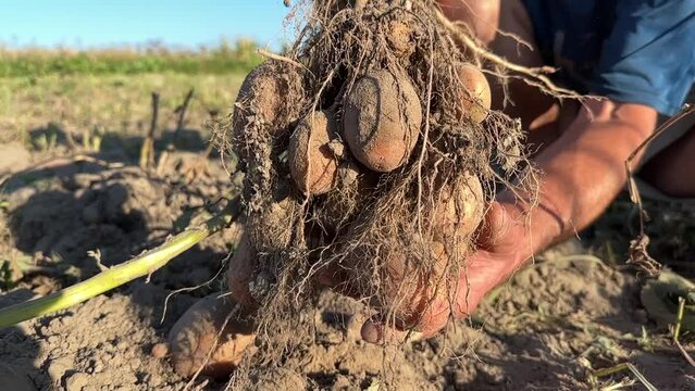 Potato harvest, man hands hold the potato